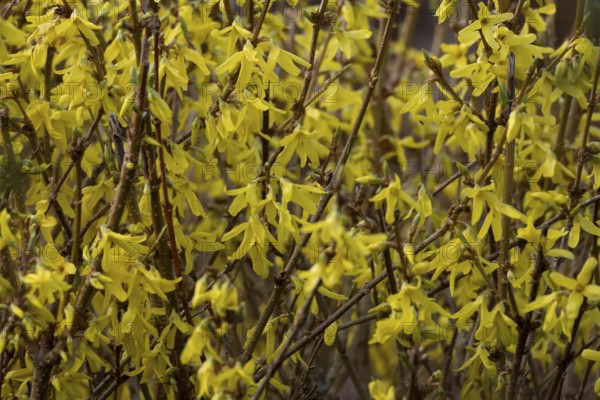 Forsythia yellow garden shrub flowers in winter, England, United Kingdom