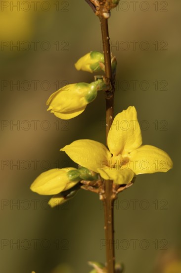 Forsythia single yellow garden shrub flower in winter, England, United Kingdom