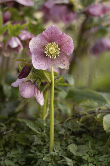 Hellebore single purple garden flower in winter, England, United Kingdom