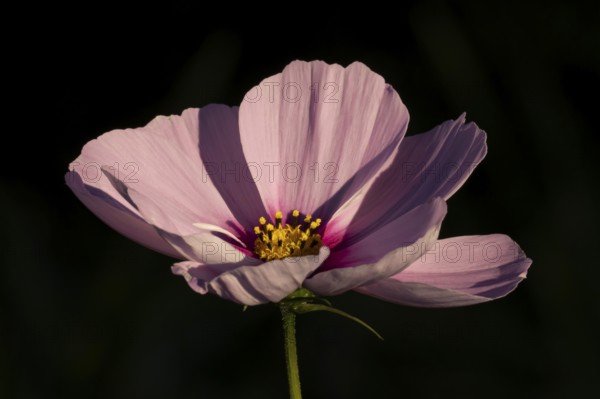 Cosmos single pink garden flower in summer, England, United Kingdom