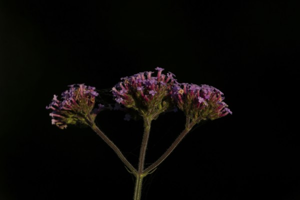 Verbena bonariensis three garden flowers in summer, England, United Kingdom
