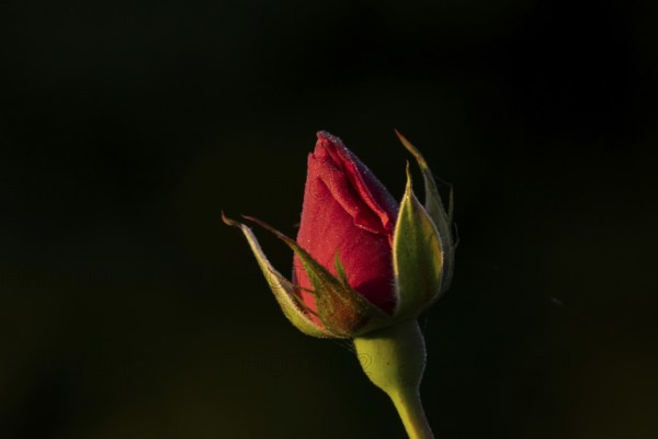 English rose single red garden flower bud in summer, England, United Kingdom