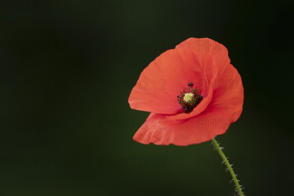 Common field poppy (Papaver rhoeas) single red wildflower flower in summer, England, United Kingdom