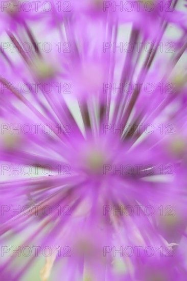 Allium single purple garden flower spike in summer, England, United Kingdom