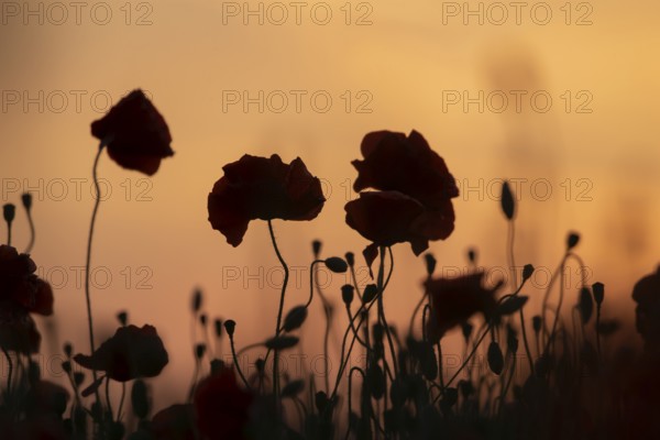 Common field poppy (Papaver rhoeas) silhouette of a wildflower field of red poppies in summer at sunset, England, United Kingdom