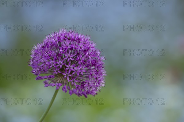 Allium single purple garden flower spike in summer, England, United Kingdom