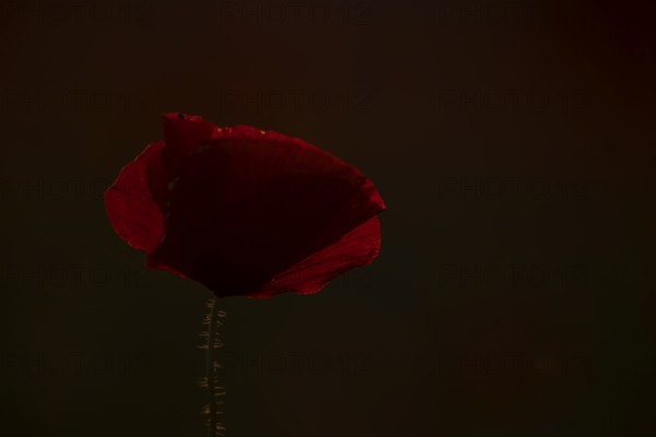 Common field poppy (Papaver rhoeas) single wildflower red flower backlit in summer, England, United Kingdom