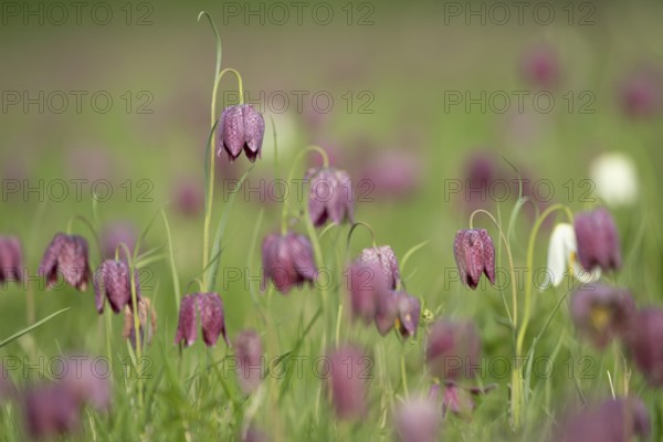 Snake's head fritillary (Fritillaria meleagris) wildflower meadow of flowers in spring, England, United Kingdom