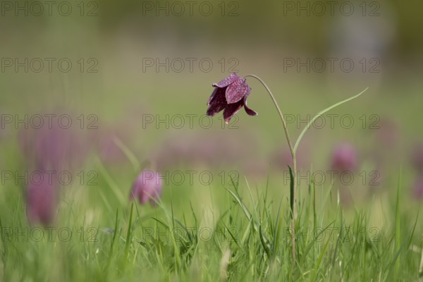 Snake's head fritillary (Fritillaria meleagris) single wildflower in a meadow of flowers in spring, England, United Kingdom