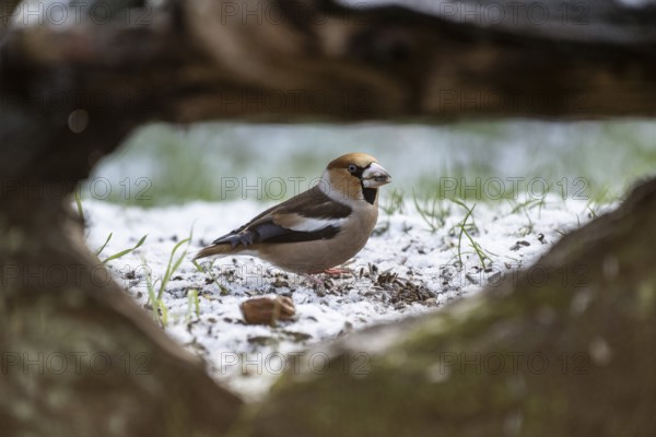 Hawfinch (Coccothraustes coccothraustes), Emsland, Lower Saxony, Germany