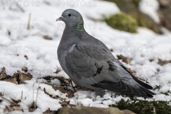 Stock Dove (Columba oenas), Emsland, Lower Saxony, Germany