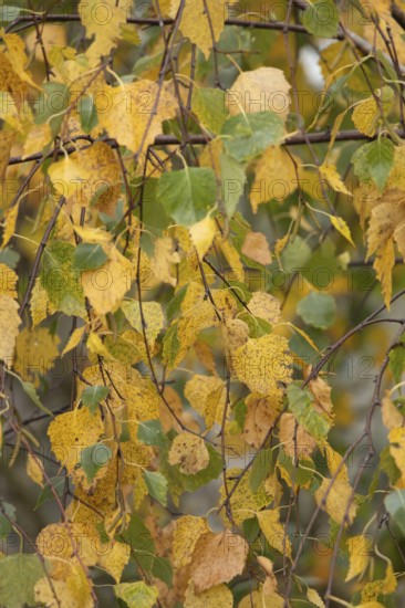 Silver birch tree (Betula pendula) with autumn colour leaves, England, United Kingdom