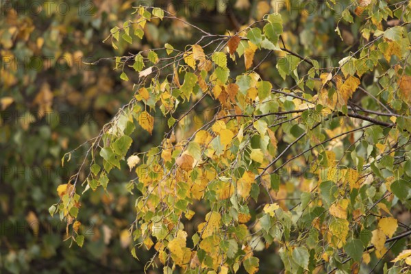 Silver birch tree (Betula pendula) with autumn colour leaves, England, United Kingdom