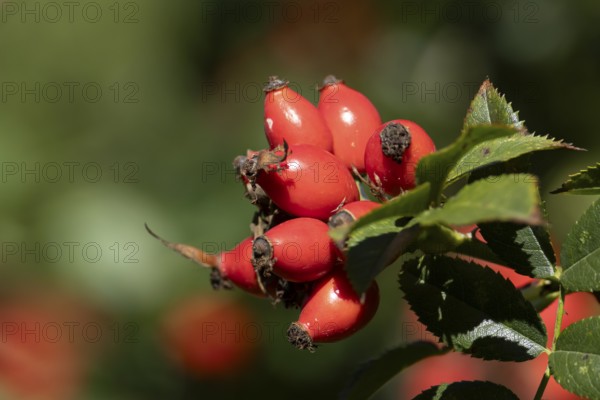 Wild or Dog rose bush plant (Rosa acicularis) with autumn colour leaves and rosehip fruit, England, United Kingdom