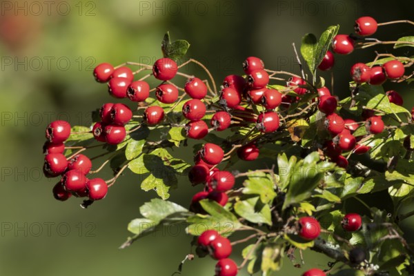 Hawthorn (Crataegus monogyna) tree in a hedgerow with red berries in autumn, England, United Kingdom