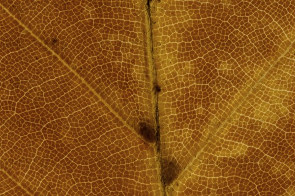 Common beech tree (Fagus sylvatica) close up of a single autumn colour leaf, England, United Kingdom