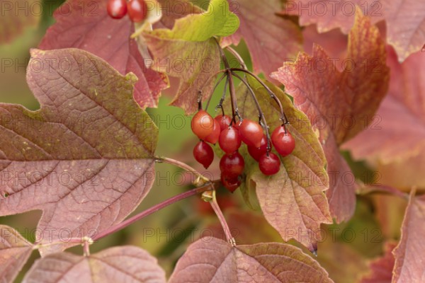 Guelder rose tree (Viburnum opulus) with autumn colour leaves and red berries, England, United Kingdom