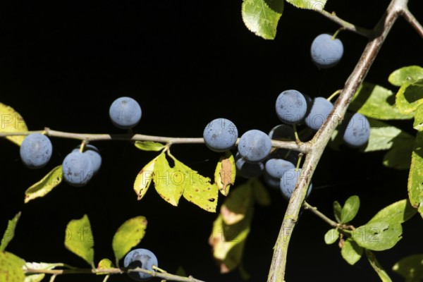 Blackthorn tree (Prunus spinosa) with autumn colour leaves and blue sloe berries, England, United Kingdom