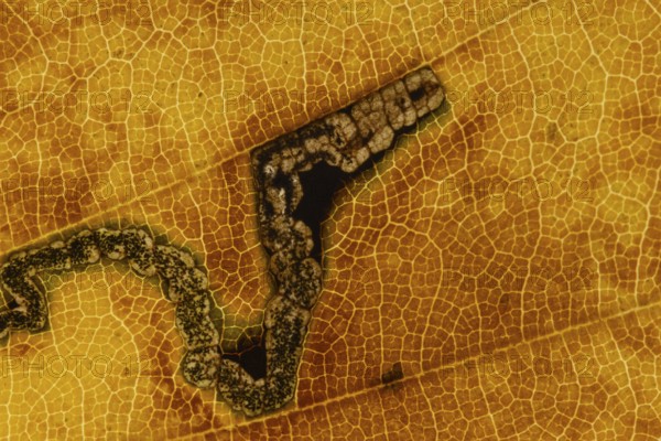 Common beech tree (Fagus sylvatica) close up of a single autumn colour leaf with the damage from a Beech leaf miner beetle larva, England, United Kingdom