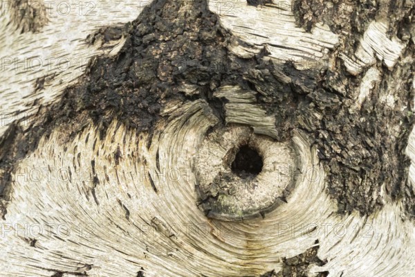 Silver birch tree (Betula pendula) close up of a hole in the bark that looks like an eye, England, United Kingdom