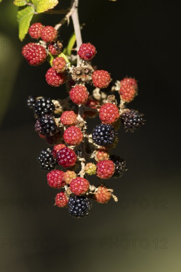 Bramble or Blackberry (Rubus fruticosus) bush plant blackberries fruits in summer, England, United Kingdom