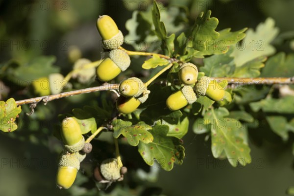 English oak tree (Quercus robur) with autumn colour leaves and acorn nuts, England, United Kingdom