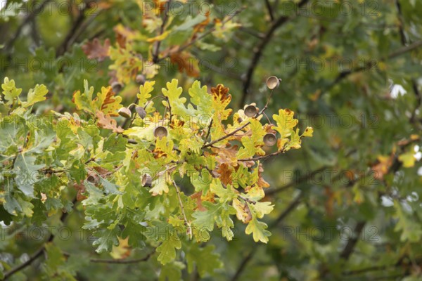 English oak tree (Quercus robur) with autumn colour leaves, England, United Kingdom