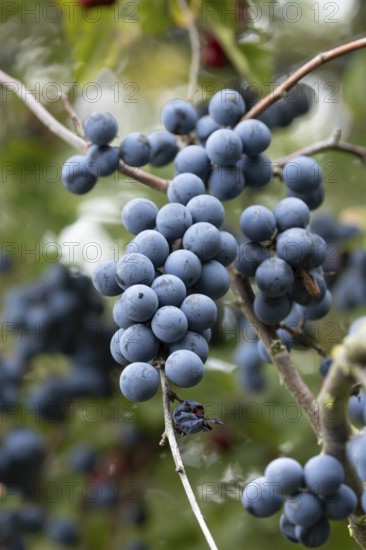 Blackthorn tree (Prunus spinosa) with autumn colour leaves and blue sloe berries, England, United Kingdom