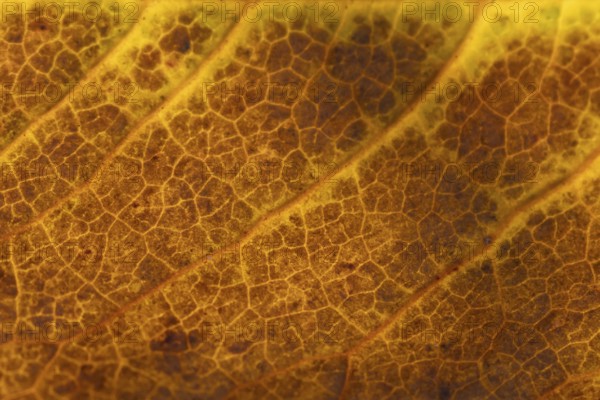 Close up of a single autumn colour tree leaf, England, United Kingdom