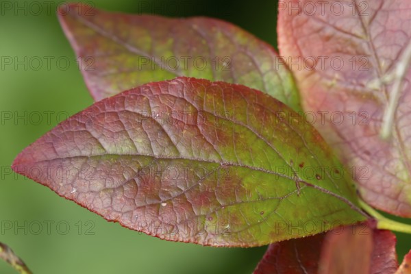 Blueberry bush (Vaccinium corymbosum) close up of a single autumn colour leaf, England, United Kingdom