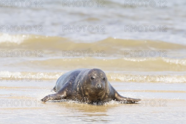 Atlantic grey seal (Halichoerus grypus) adult marine animal in the breaking waves of the sea on a coastline, Norfolk, England, United Kingdom