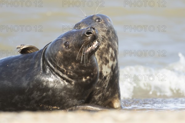 Atlantic grey seal (Halichoerus grypus) two adult marine animals playing in the breaking waves of the sea on a coastline, Norfolk, England, United Kingdom