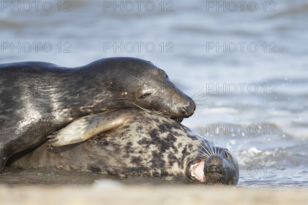 Atlantic grey seal (Halichoerus grypus) two adult marine animals in love courting on a beach on a coastline, Norfolk, England, United Kingdom