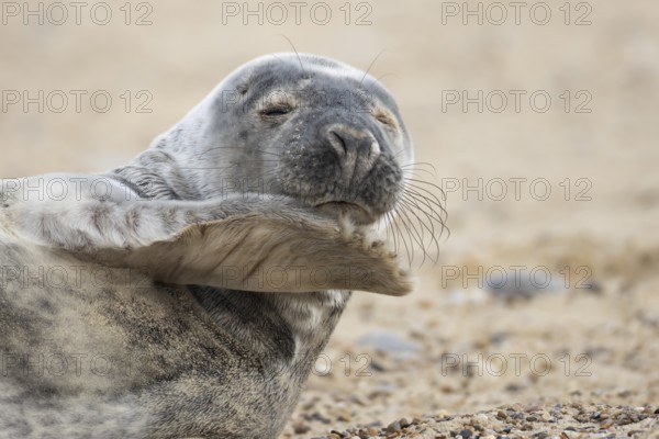Atlantic grey seal (Halichoerus grypus) adult animal on a beach in winter, Norfolk, England, United Kingdom