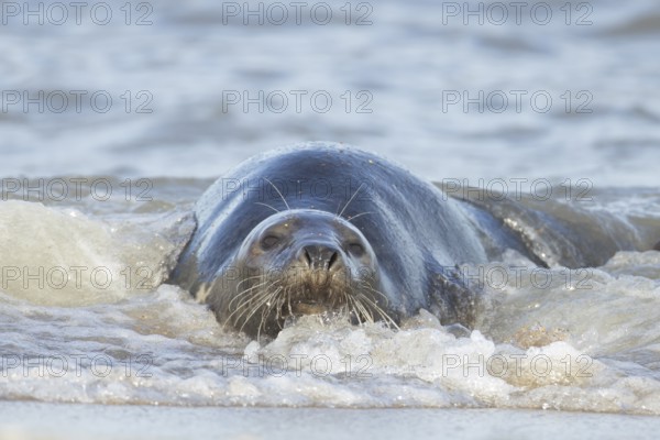 Atlantic grey seal (Halichoerus grypus) adult marine animal resting in the shallow waves of the sea on a coastline, Norfolk, England, United Kingdom