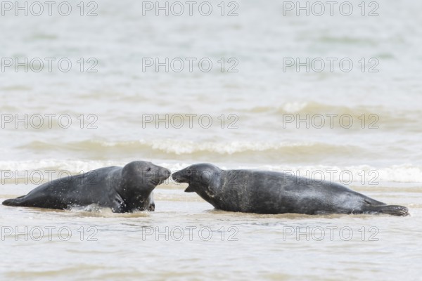Atlantic grey seal (Halichoerus grypus) two adult marine animals in the breaking waves of the sea on a coastline, Norfolk, England, United Kingdom