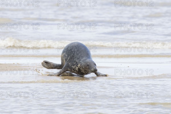 Atlantic grey seal (Halichoerus grypus) adult marine animal running across the shallow water on a beach, Norfolk, England, United Kingdom