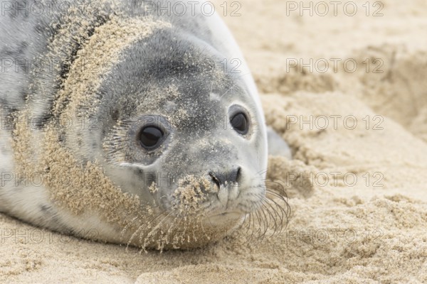 Atlantic grey seal (Halichoerus grypus) juvenile marine animal resting on a beach in winter, Norfolk, England, United Kingdom