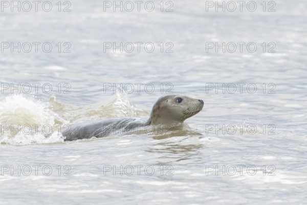 Atlantic grey seal (Halichoerus grypus) adult marine animal swimming in the sea on a coastline, Norfolk, England, United Kingdom