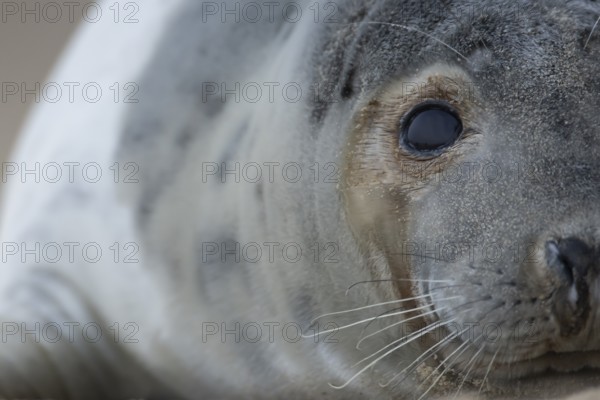 Atlantic grey seal (Halichoerus grypus) adult animal head portrait in winter, Norfolk, England, United Kingdom