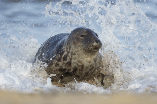 Atlantic grey seal (Halichoerus grypus) adult animal in the breaking waves of the sea on a coastline, Norfolk, England, United Kingdom