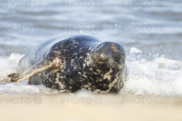 Atlantic grey seal (Halichoerus grypus) adult animal sleeping in the shallow water of the sea on a beach, Norfolk, England, United Kingdom