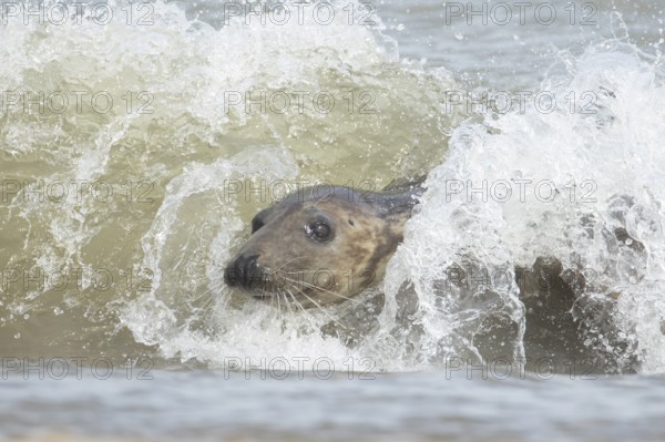Atlantic grey seal (Halichoerus grypus) adult marine animal surfing in the breaking waves of the sea on a coastline, Norfolk, England, United Kingdom
