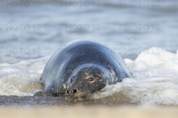 Atlantic grey seal (Halichoerus grypus) adult animal resting in the shallow water of the sea on a beach, Norfolk, England, United Kingdom