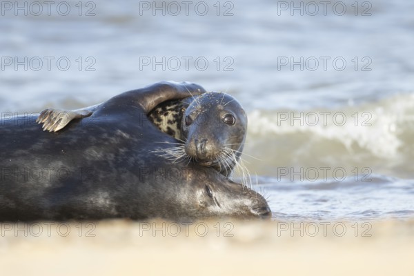 Atlantic grey seal (Halichoerus grypus) two adult marine animals hugging in the breaking waves of the sea on a coastline, Norfolk, England, United Kingdom