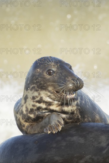 Atlantic grey seal (Halichoerus grypus) adult marine animal resting on the back of another seal on a coastline, Norfolk, England, United Kingdom