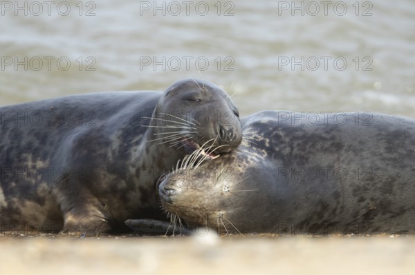 Atlantic grey seal (Halichoerus grypus) two adult marine animals resting in the breaking waves of the sea on a coastline, Norfolk, England, United Kingdom