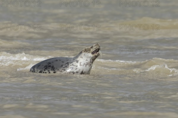 Atlantic grey seal (Halichoerus grypus) adult marine animal in the sea on a coastline, Norfolk, England, United Kingdom