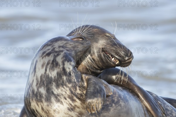 Atlantic grey seal (Halichoerus grypus) two adult marine animals playing on a beach on a coastline, Norfolk, England, United Kingdom