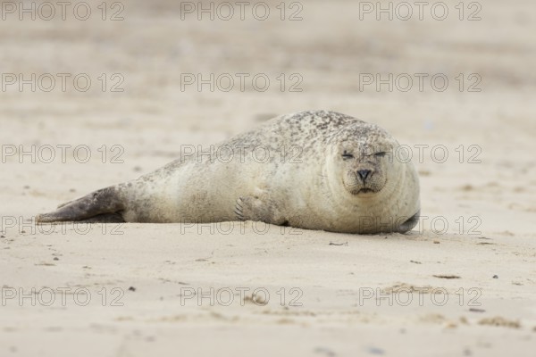 Common or Harbour or Harbor seal (Phoca vitulina) adult animal sleeping on a beach, Norfolk, England, United Kingdom